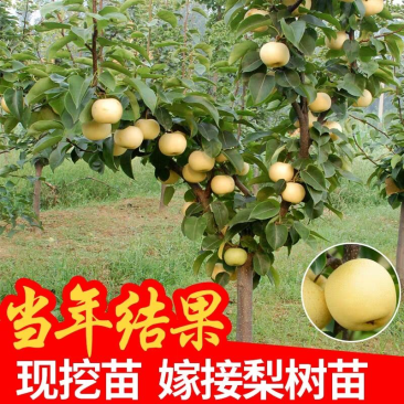水梨苗