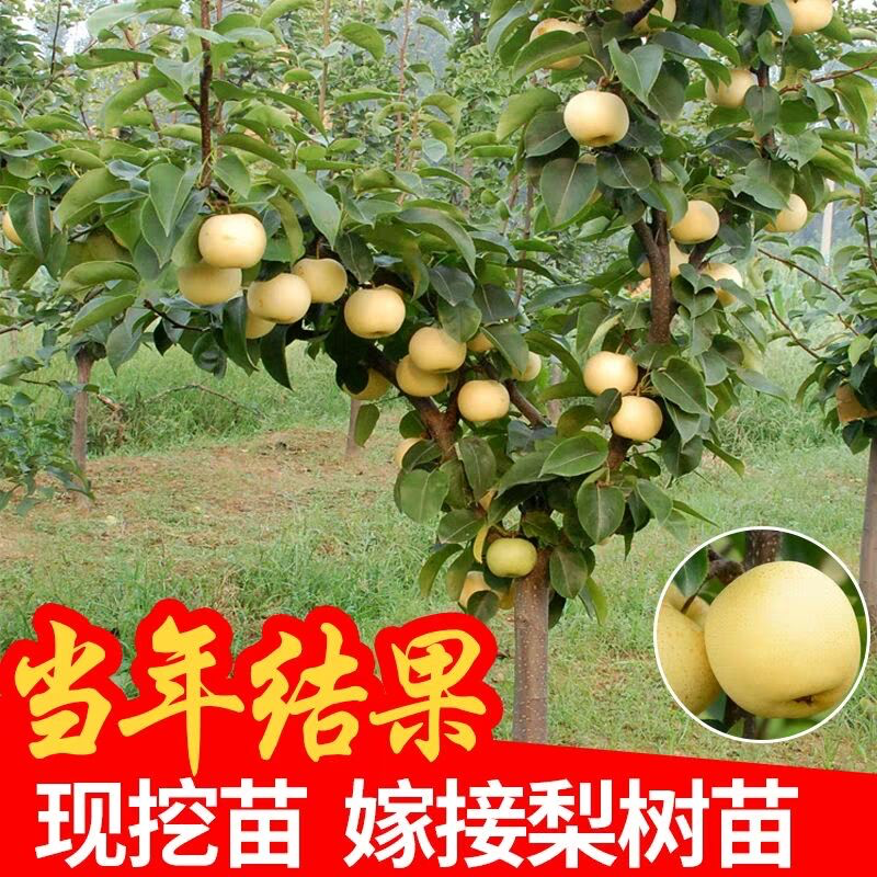 水梨苗