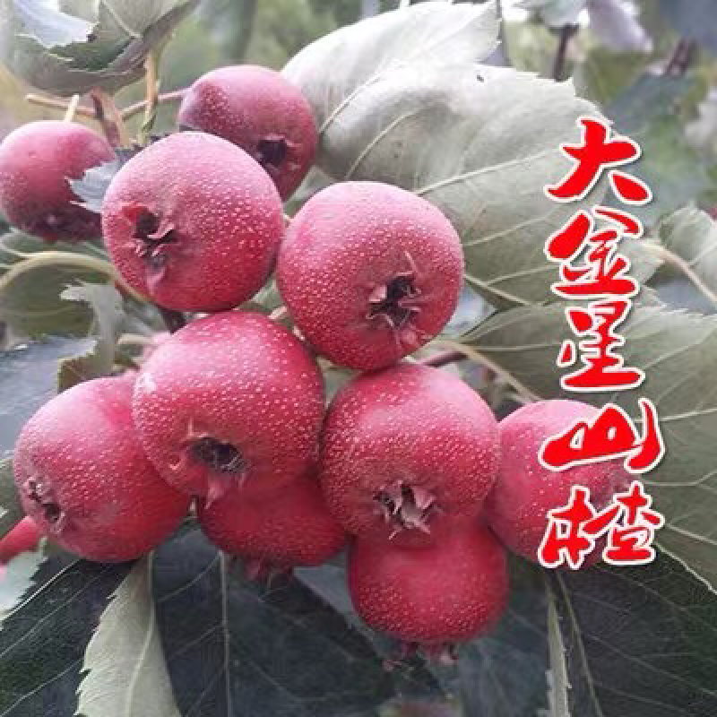 大金刚山楂苗