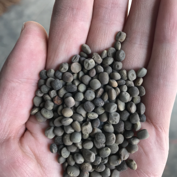 箭筈豌豆产地批发,价格美丽