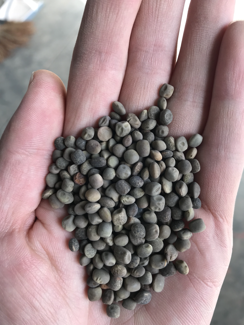 箭筈豌豆产地批发，价格美丽