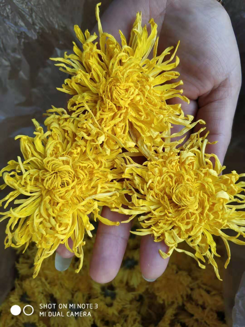黄山金丝皇菊，假一赔十。