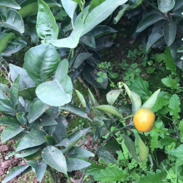 沃柑苗