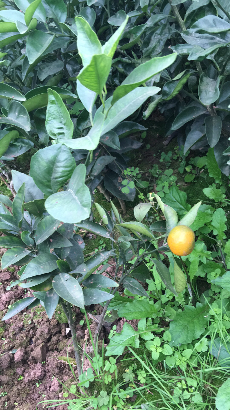 沃柑苗