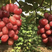 供应浪漫红颜葡萄苗、0.6以上的、品种保真