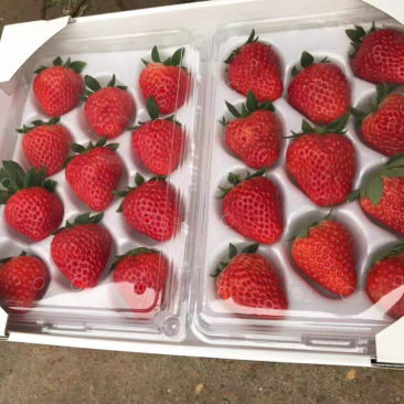 草莓供应大厅网红红颜草莓奶油草莓新鲜草莓浙江水果