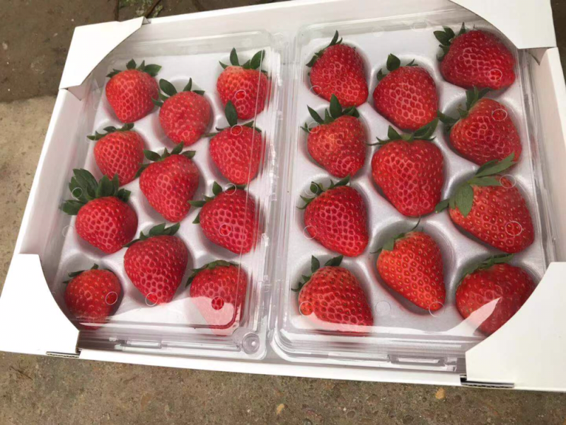 浙江水果新鲜草莓红颜草莓供应大厅诚招代理