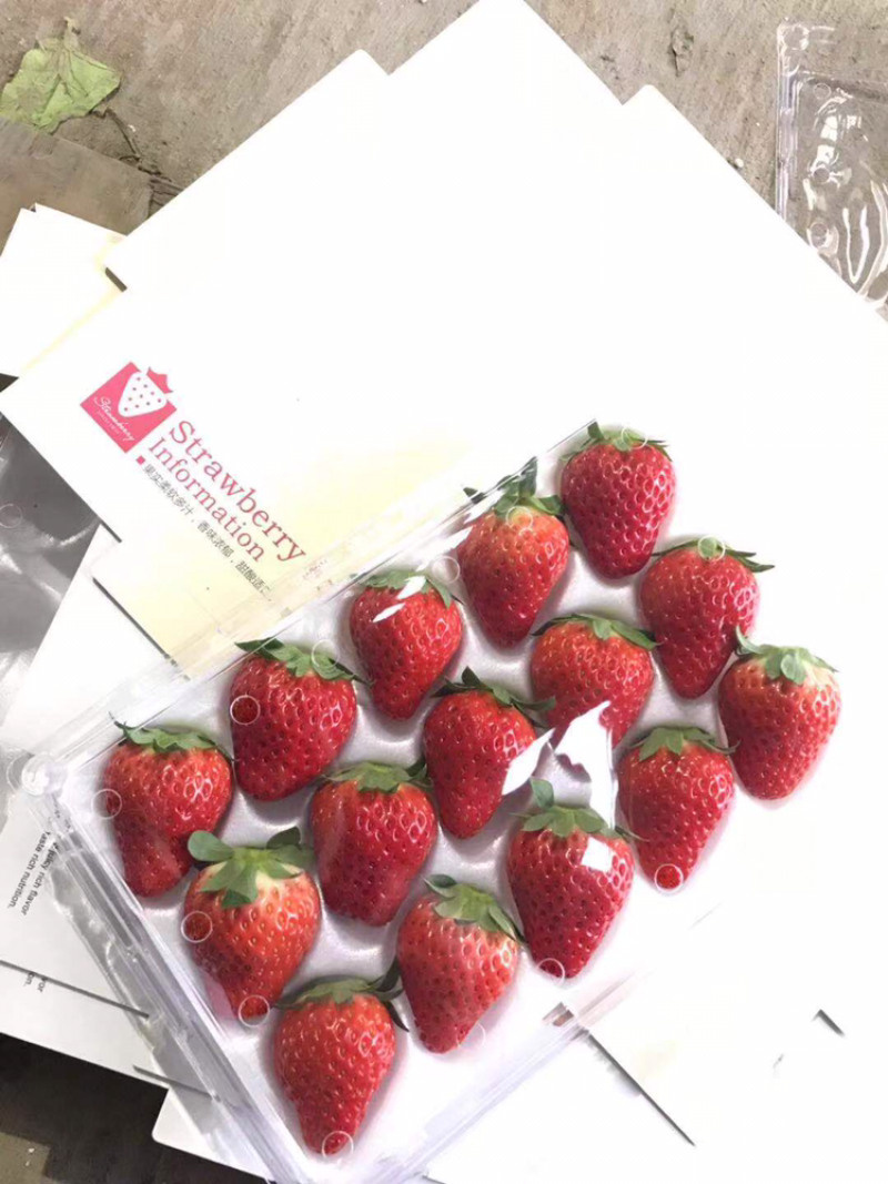浙江水果新鲜草莓红颜草莓供应大厅诚招代理