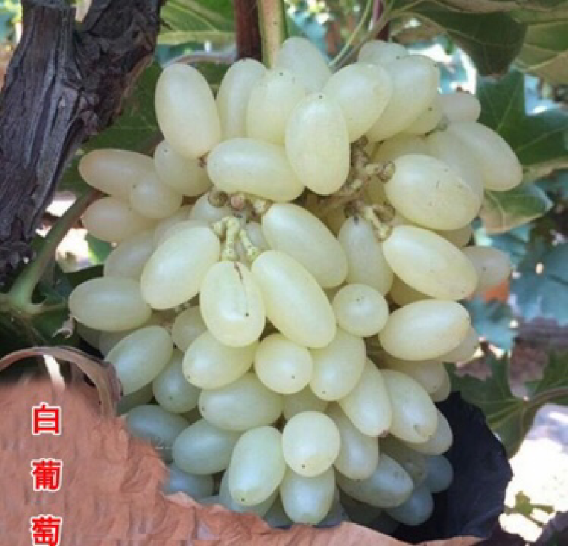 嫁接白葡萄苗