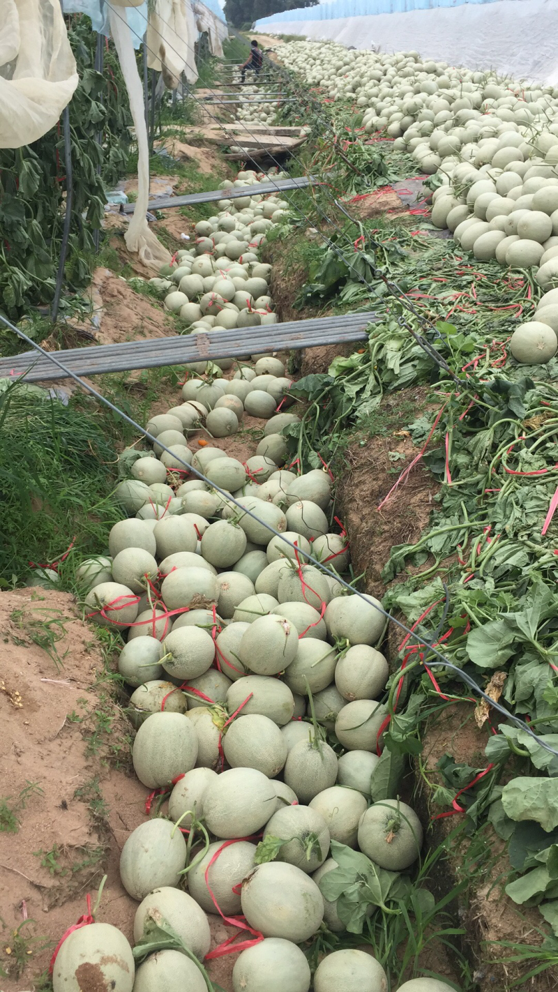 网纹瓜