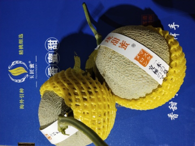 网纹瓜