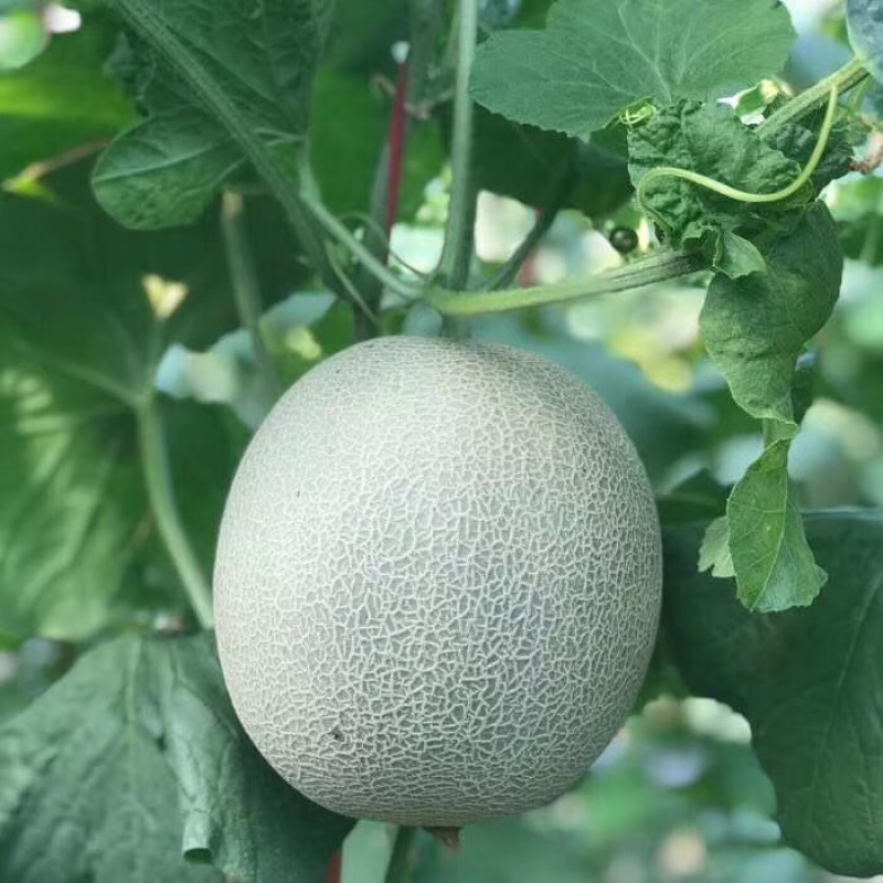 网纹瓜