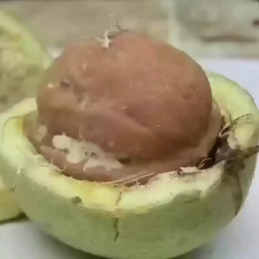 供应东北薄皮核桃苗8518核桃苗耐寒核桃苗