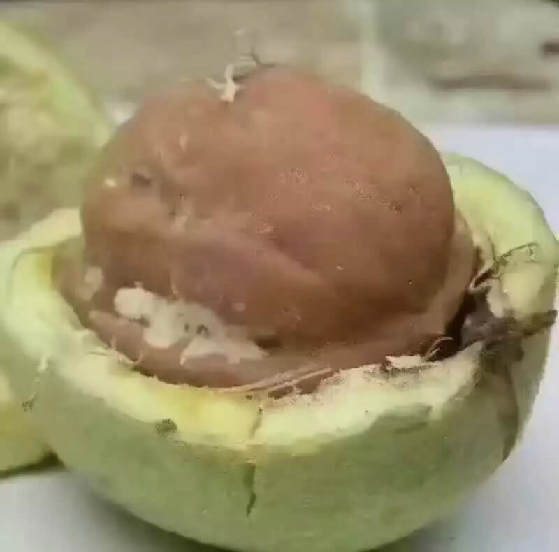 供应东北薄皮核桃苗8518核桃苗耐寒核桃苗