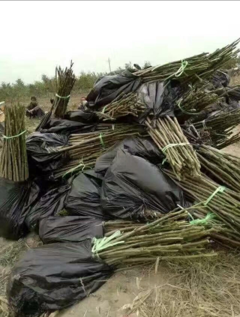 供应东北薄皮核桃苗8518核桃苗耐寒核桃苗