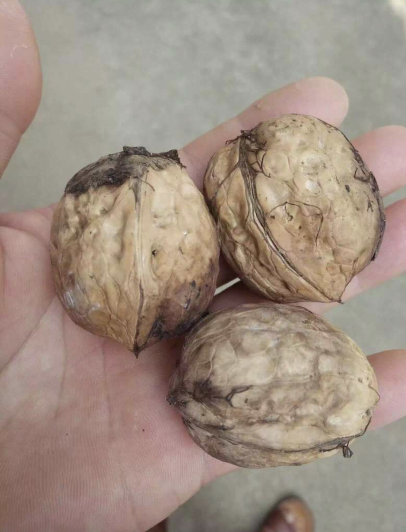 供应东北薄皮核桃苗8518核桃苗耐寒核桃苗