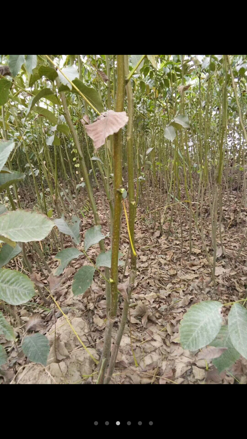 供应东北薄皮核桃苗8518核桃苗耐寒核桃苗