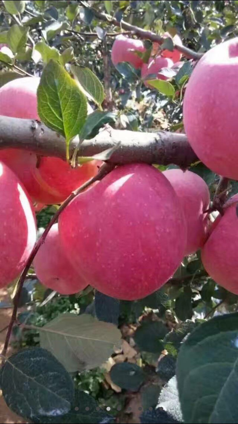 供应东北薄皮核桃苗8518核桃苗耐寒核桃苗