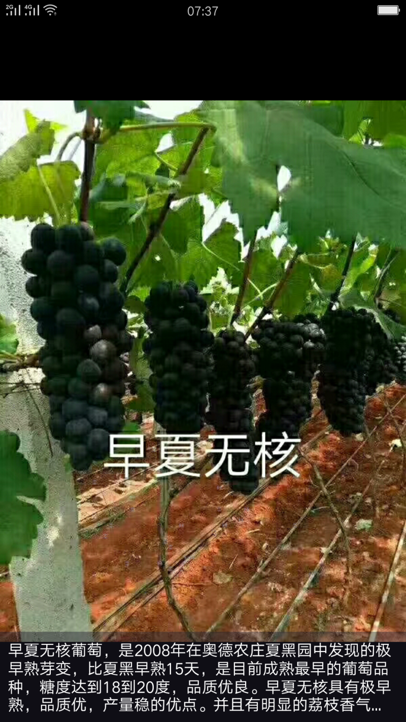 供应早夏无核葡萄苗、0.5以上葡萄苗