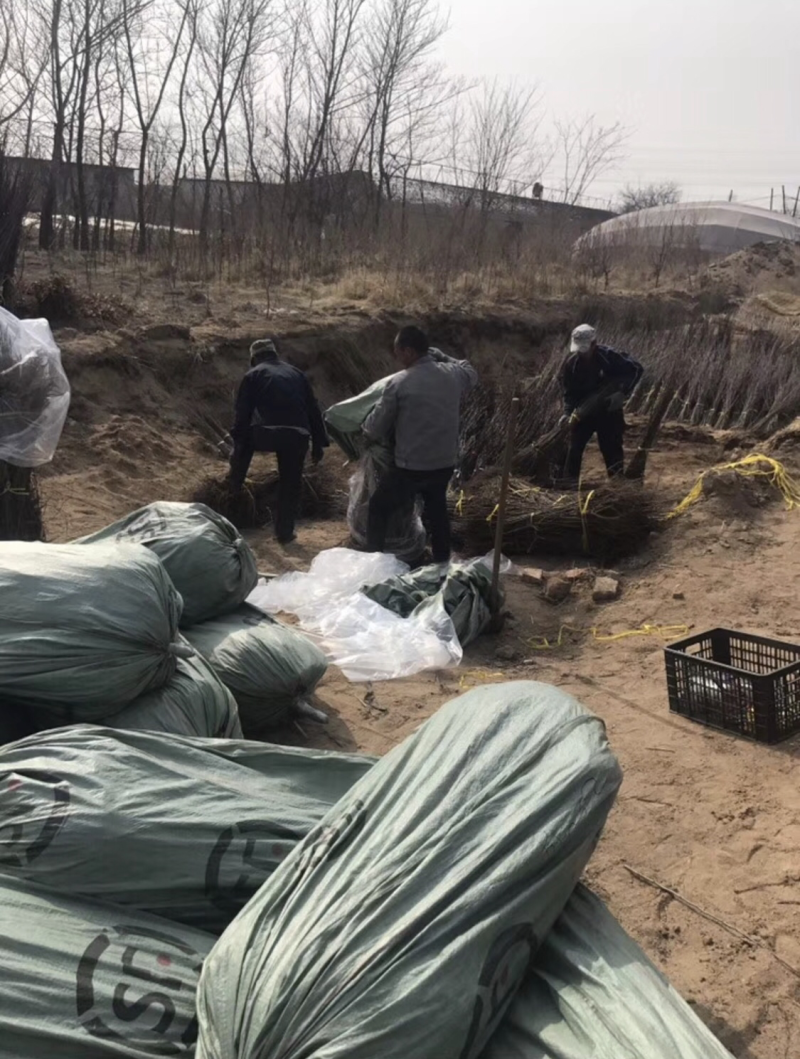 供应国峰七号李子，红心李，高糖李子，能达到24个糖左右