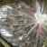带皮搓皮牛蒡干片嗮干片每斤10元