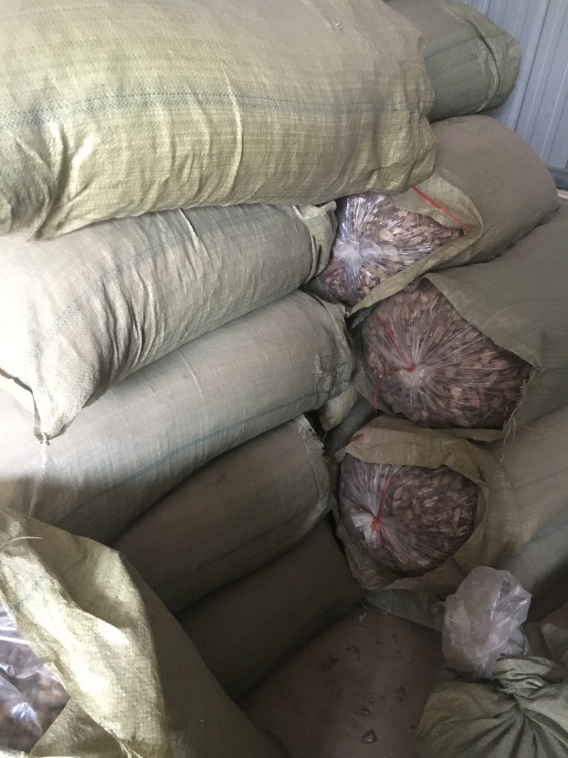 带皮搓皮牛蒡干片嗮干片每斤10元