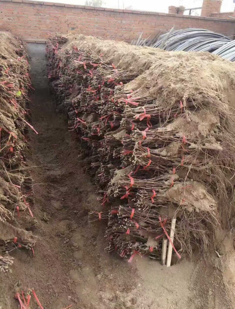 供应、新沙尔葡萄苗，口感甜脆，甘甜可口，果色艳丽，