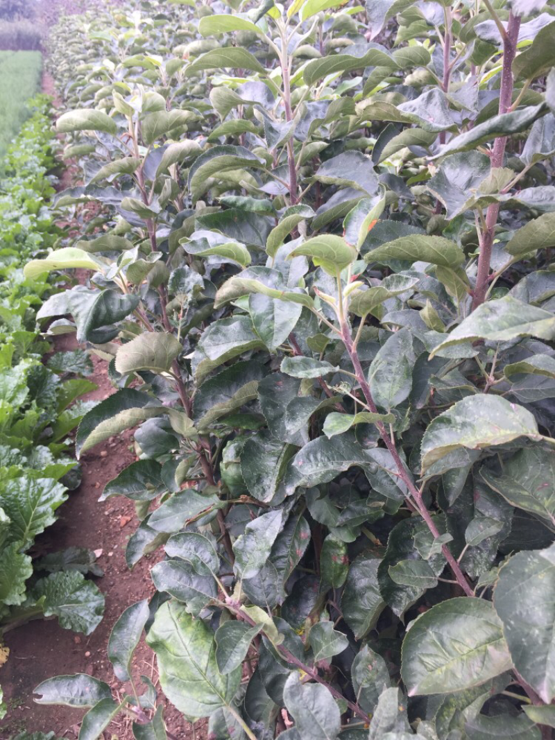 润太一号柱状苹果苗当年结果易管理