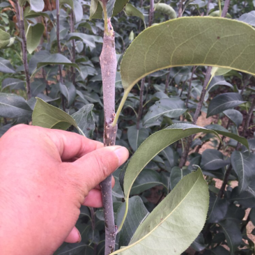 润太一号柱状苹果苗当年结果易管理