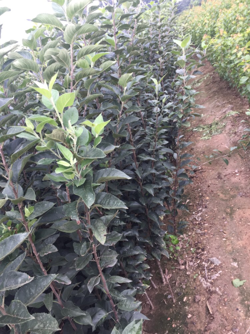 润太一号柱状苹果苗当年结果易管理