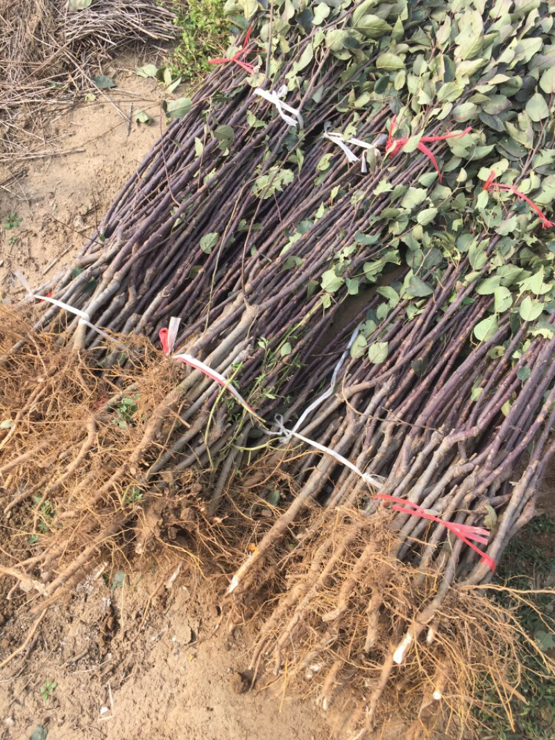 润太一号柱状苹果苗当年结果易管理