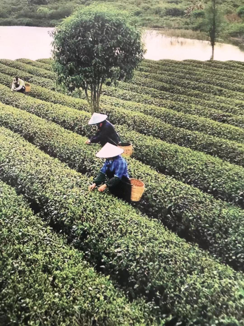 厂家直销，英红九号