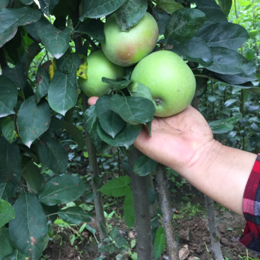 泰安地区高1米粗1公分柱状苹果苗易管理可盆栽