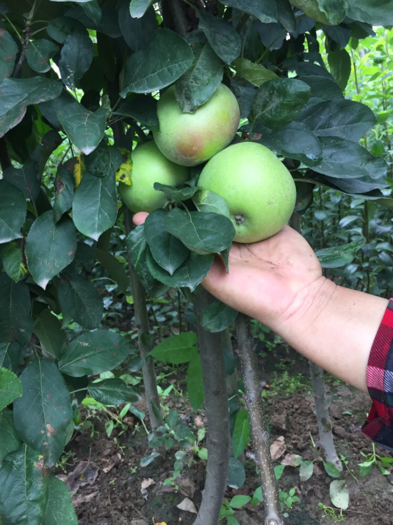泰安地区高1米粗1公分柱状苹果苗易管理可盆栽