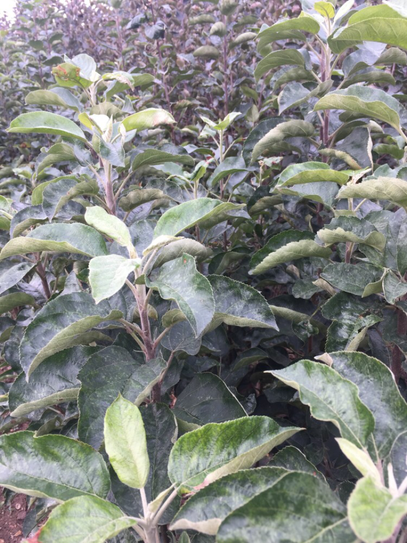 泰安地区高1米粗1公分柱状苹果苗易管理可盆栽