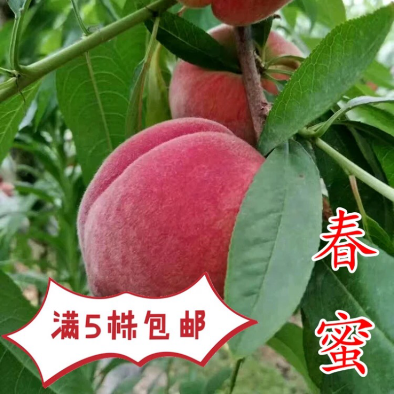 毛桃苗