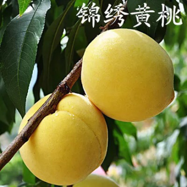 桃苗