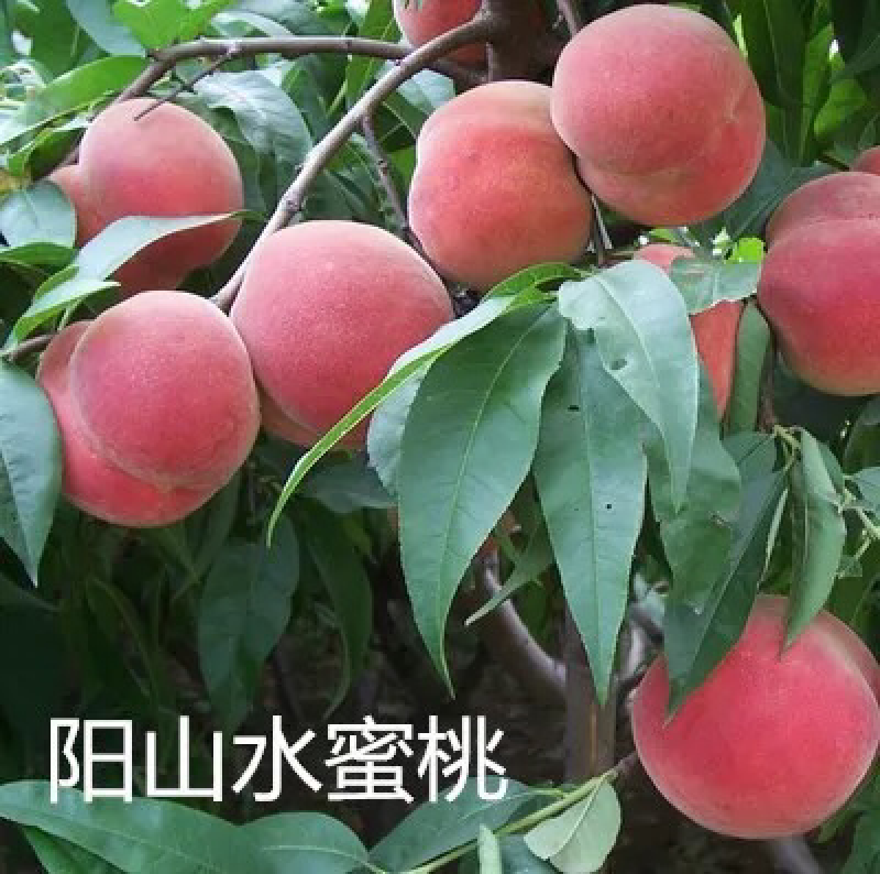 桃苗