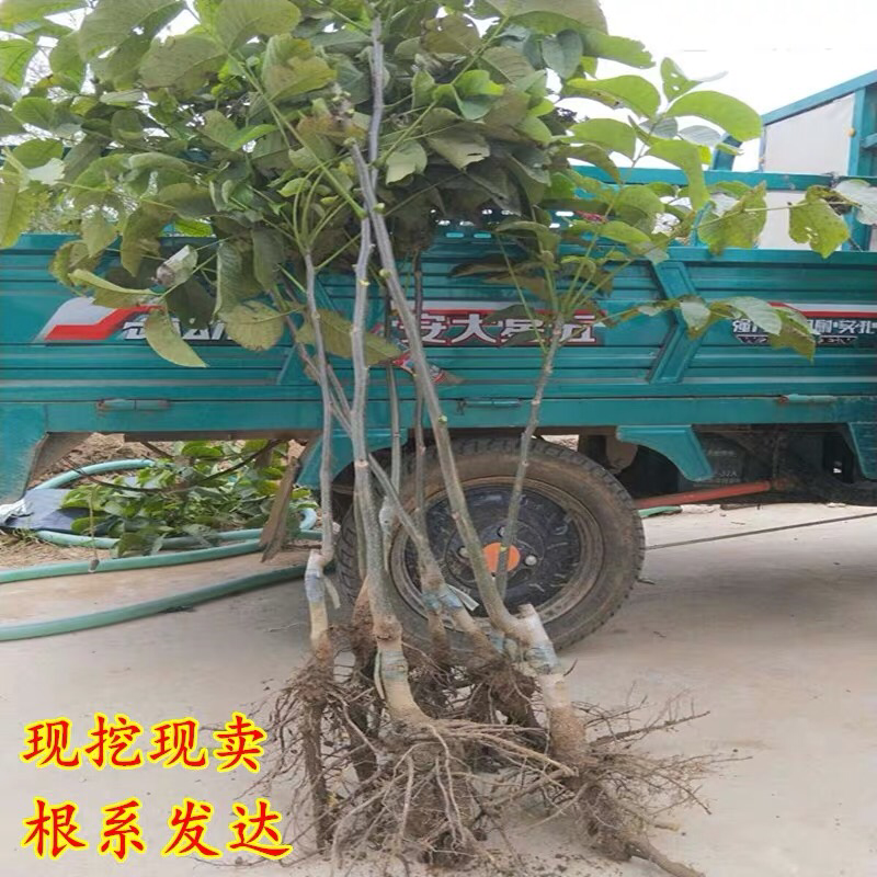 碧根果苗