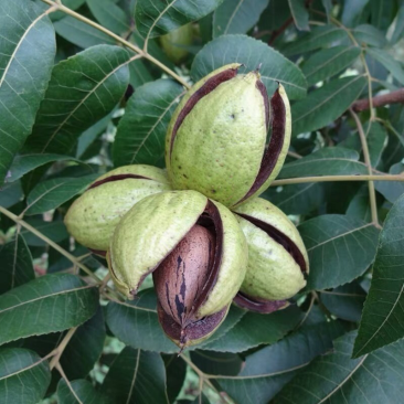 碧根果苗