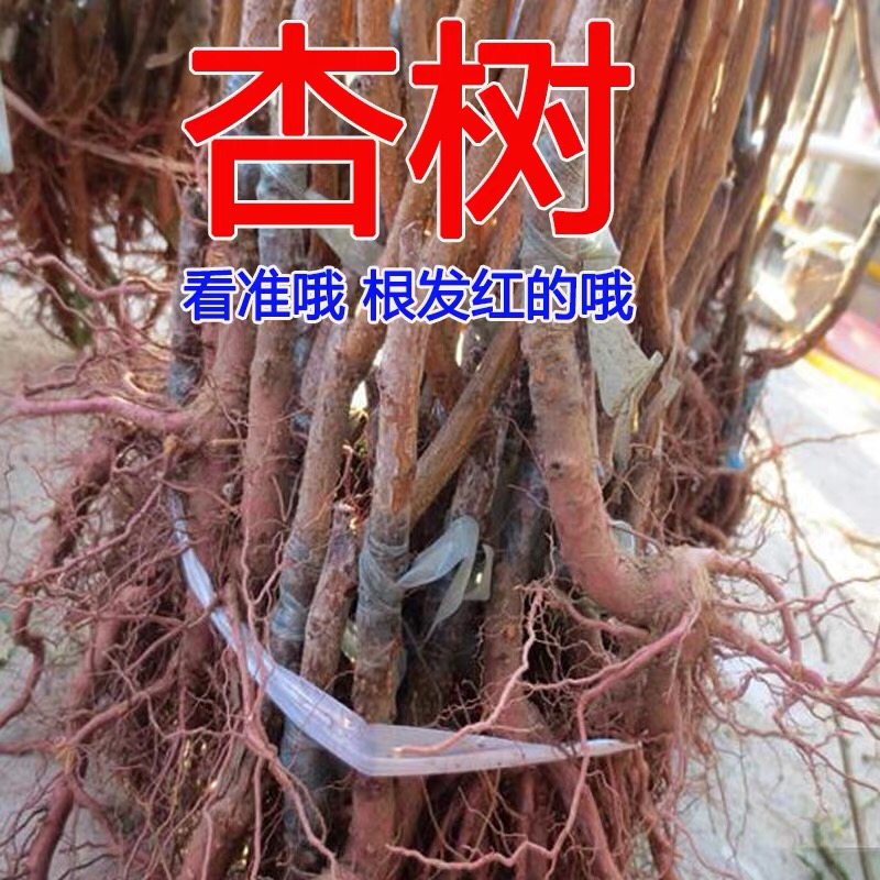 杏树