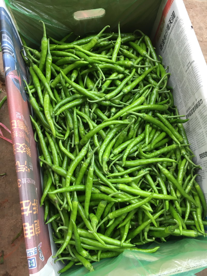 鸡爪椒..
