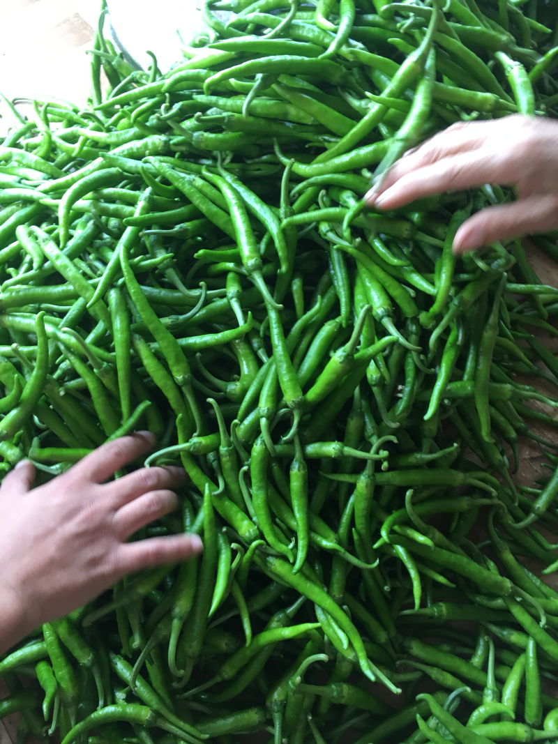 鸡爪椒