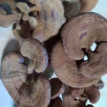 灵芝，柞木干灵芝