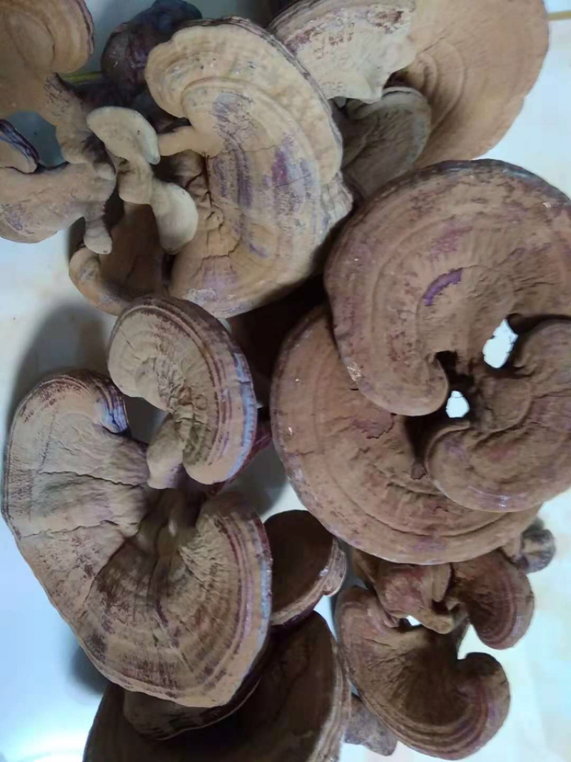 灵芝，柞木干灵芝