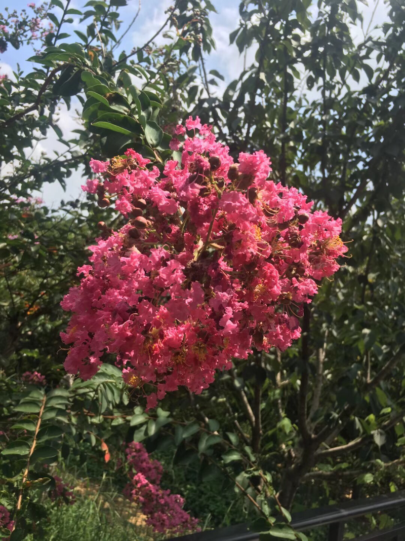 樱花百日红批发
