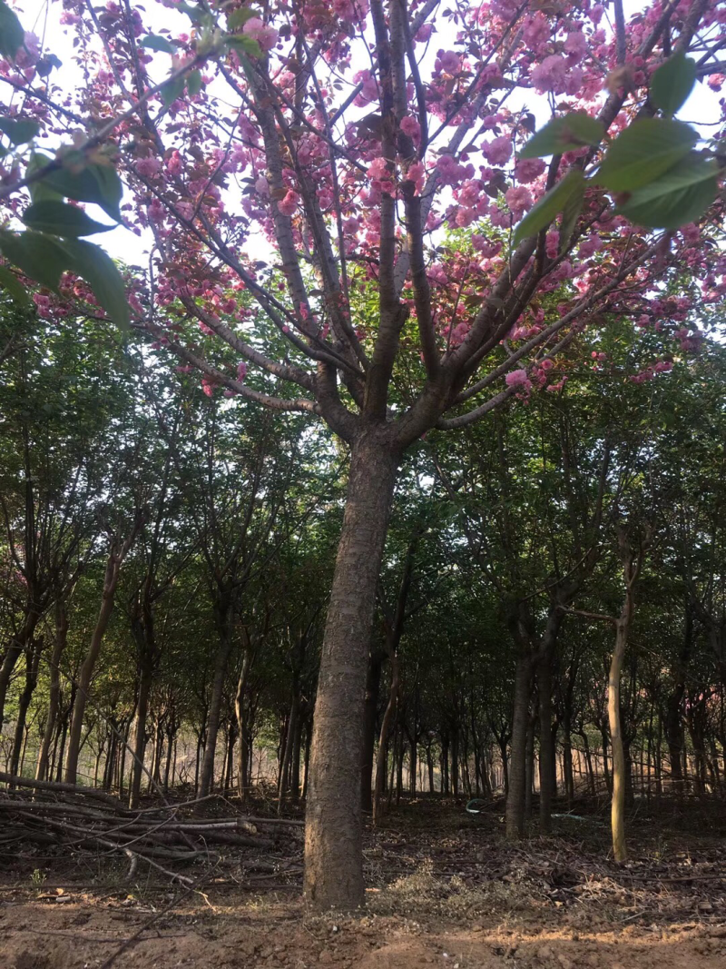 樱花百日红批发