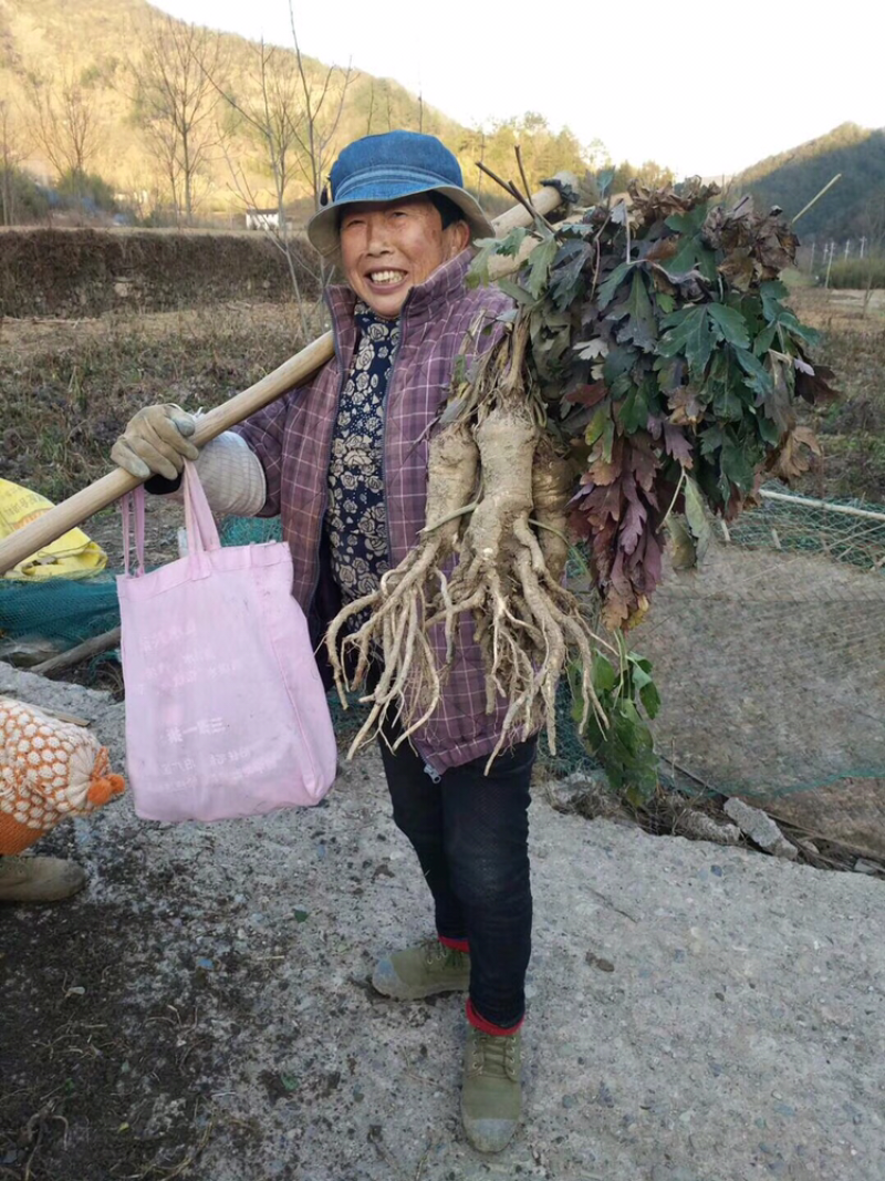 前胡