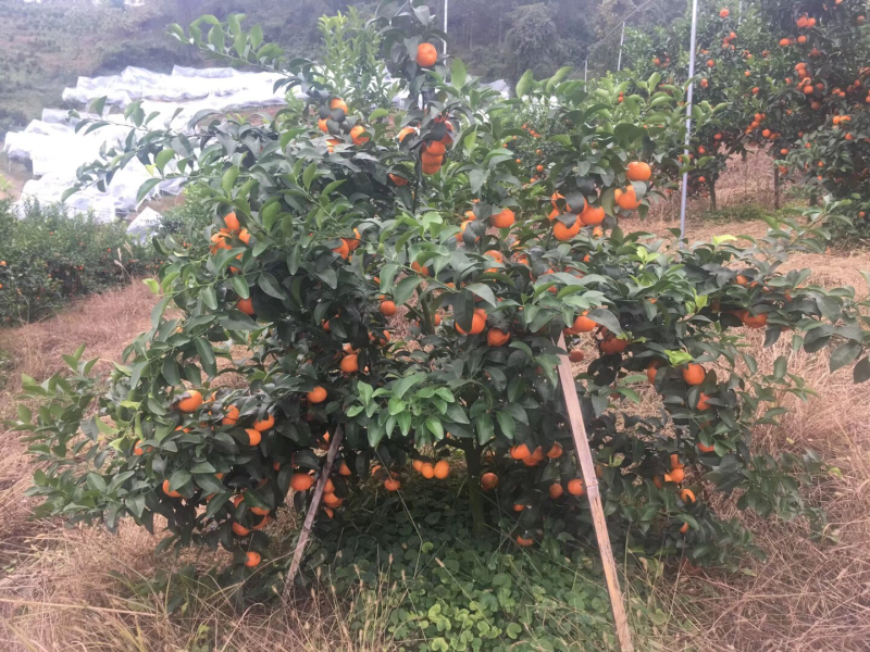 荔浦沙糖桔4~5cm一级、口感甜、品质保证