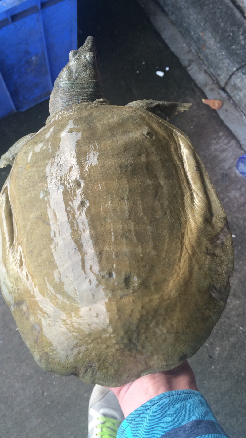 高端，甲鱼，黄沙鳖
